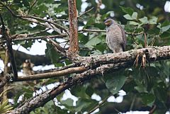 Roadside Hawk